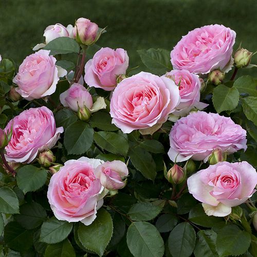 Bílá - růžová - Stromkové růže s květy anglických růží - stromková růže s rovnými stonky v koruně